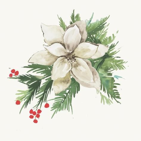 size: 12x12in Art Print: White Poinsettia by PI Studio : White Poinsettia, Printable Vintage Art, Christmas Card Art, Watercolor Christmas Cards, Art Carte, Watercolor Art Lessons, Christmas Flowers, Christmas Paintings, Large Canvas Prints