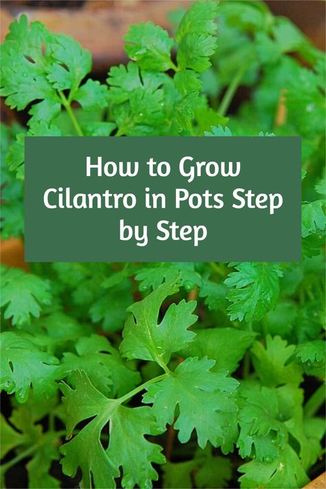 How To Grow Coriander, How To Grow Cilantro, Growing Coriander, Grow Cilantro, Plants Tattoo, Cilantro Seeds, Cilantro Plant, Growing Cilantro, Growing Vegetables In Pots