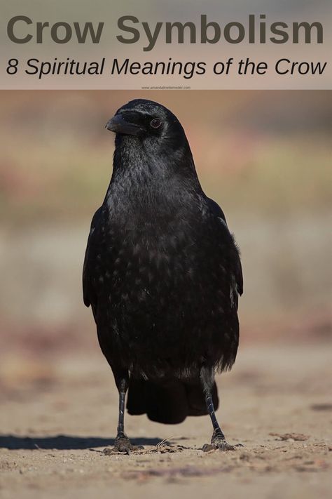 Crow Symbolism: 8 Spiritual Meanings of the Crow — Amanda Linette Meder Celtic Crow Tattoo, Crow Meaning Spirit Animal, Crow Symbolism Meaning, Crow Hand Tattoo, Crow Symbolism, Crow Quotes, Crow Meaning, Crow Spirit Animal, Crow Totem