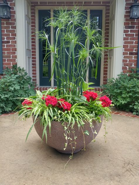 King Tut Grass Planters, King Tut Plant, King Tut Planter Ideas, Patio Flower Pots, Potted Plants Patio, Porch Plants, Patio Flowers, Curly Fries, Container Garden Design