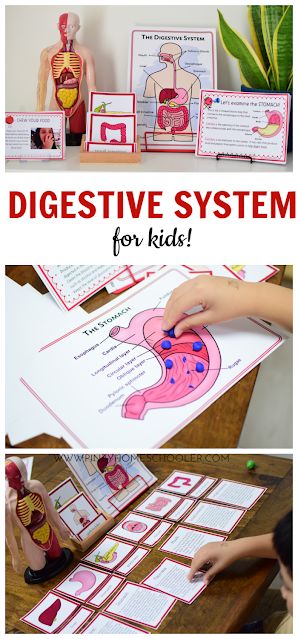 Digestive System Activities High School, Digestive System Preschool, Digestive System Project Ideas, Digestive System Activities For Kids, Digestive System Parts, Digestive System Project, Digestive System Activities, Process Of Digestion, Digestive System For Kids