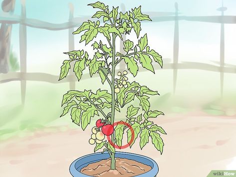 Plants In Large Pots, Tomato Plants Growing Tips, Prune Tomato Plants, Patio Tomatoes, Tumbling Composter, Pruning Tomato Plants, Rainbow Eucalyptus, Plants Growing, Sloped Garden