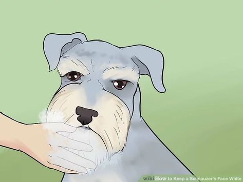 3 Ways to Keep a Schnauzer's Face White - wikiHow Schnauzer Eyebrows, Schnauzer Cut, White Schnauzer, Schnauzer Grooming, Pet Grooming Salon, Westminster Dog Show, Dog Filter, Babies Nursery, Grooming Style