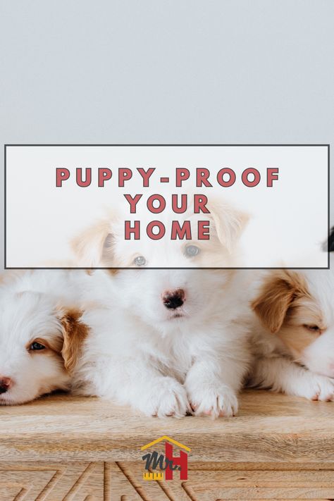 The key is puppy proofing your home. Create an environment that suits the needs of the new dog so they aren’t tempted by things they shouldn’t be getting into. Follow these tips from Mr. Handyman and you won’t need as many home repairs. Home Modifications, Puppies Tips, Puppy Proofing, Potty Pads, Pet Door, Handyman Services, New Dog, Dog Door, Crate Training