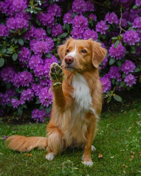 Novia Scotia, Meg Thomas, Animal Inspiration, Nova Scotia Duck Tolling Retriever, Wedding Pets, Amazing Dogs, Dog Wallpaper, Pet Hacks, Cute Funny Dogs