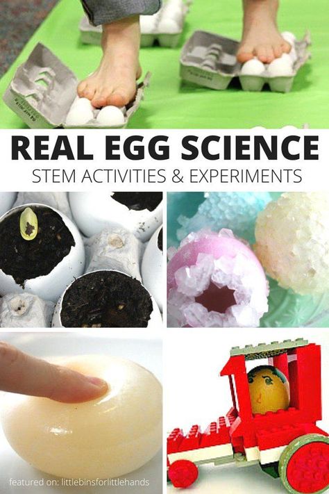 Real egg science experiments for kids! Use whole eggs and egg shells for awesome STEM projects including the rubber egg, crystal growing, seed growing, classic egg drop challenge and more! Science Stem Activities, Egg Science, Easter Stem, Easter Science, Egg Experiments, Raw Eggs, Stem Projects For Kids, Experiments Kids, Science Stem