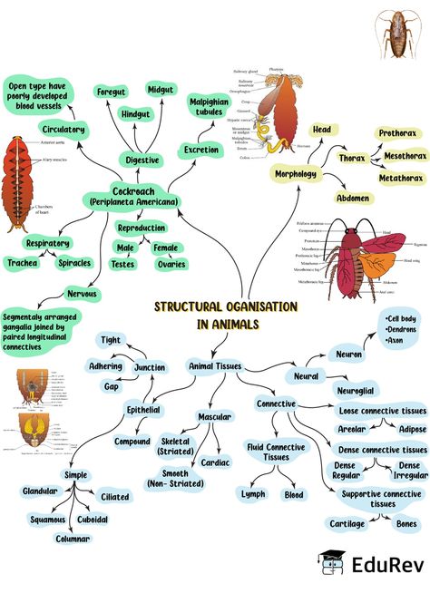 Structural Organisation In Animals Notes, Biology Class 11, Neet Notes, Learn Biology, Notes Study, Basic Physics, Study Biology, Biology Classroom, Basic Anatomy And Physiology