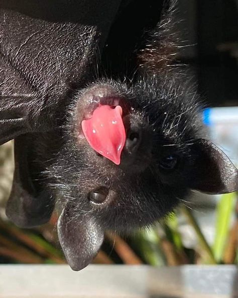 Baby Bats, Chefs Kiss, As Humans, Cute Bat, Haiwan Peliharaan, Pretty Animals, Black Bat, Silly Animals, Cute Animal Photos