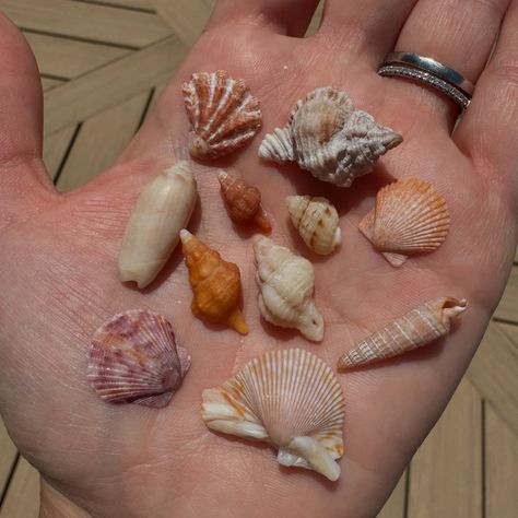 🥰🐚 Found lots of itty bitties today on Marco🐚🥰 can’t wait to shine these cuties up! Such a wonderful morning shelling and trying to relax with a 15 month old🤪🌞 Happy MDW friends🇺🇸 #shelling #marcoisland #tiny #islandlife #islandtime #treasurehunting #shells #sunshine #gulfofmexico #beach #puravida #livingthelife #happyday #sundayfunday 🫶🏼 Light Blue Aesthetic, Marco Island, Gulf Of Mexico, Treasure Hunt, Island Life, To Shine, Blue Aesthetic, Beach Day, Shells