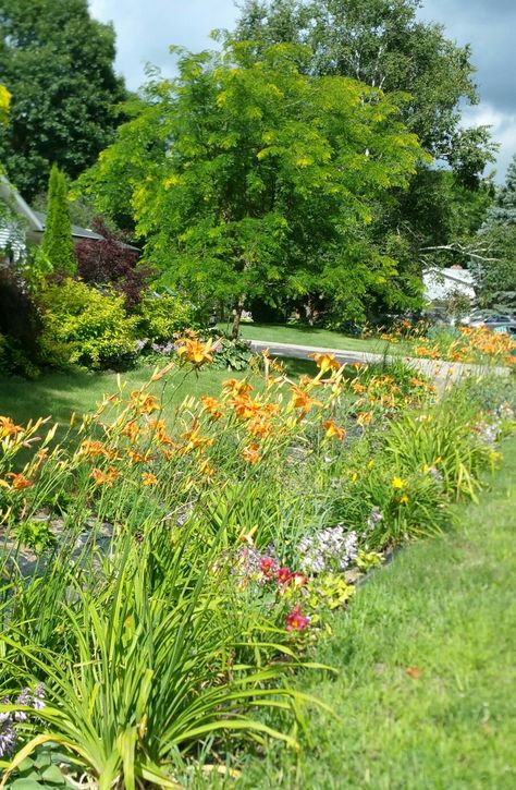 Steep drainage ditch is planted with perennials To stop erosion  and to eliminate difficult mowing Ditch Gardening, Ditch Landscaping Roadside, Swale Landscaping, Drainage Ditch Landscaping, Ditch Landscaping, Ditch Ideas, Drain Hook, Garden Drainage, Creek Landscaping