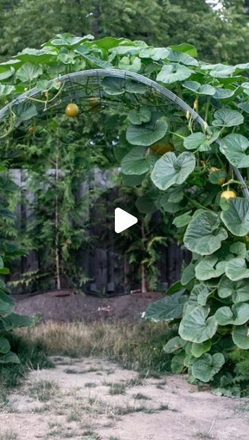 Tasha Medve | 🌿sustainable living on Instagram: "👇THE DETAILS👇of The pumpkin arch!🎃 my biggest surprise this year! The details: 🎃Hog paneling for the arch 🎃3 posts on each side (reused fence posts we had) 🎃5 pumpkin plants on each side (used @westcoastseeds MORANGA variety) an excellent cooking and decorative pumpkin 🎃I have runner beans and purple pole beans growing in the arch 🎃 we dug a 12 inch trench on each side and filled with @farmtogarden ultra fine soil (compost rich) 🎃started some indoors + direct sowed some) direct sow was way better and healthier! 🎃planted first week of June Inspired by @burchacres DM me any questions! #pumpkingrowing #pumpkins #growpumpkins #pumpkinarch #growyourownfood #sustainablehome #pnw" Pumpkin Arch Garden, Beans Growing, Pumpkin Arch, Pumpkin Plants, Dream Backyards, Decorative Pumpkin, Planting Pumpkins, Pumpkin Garden, Growing Pumpkins