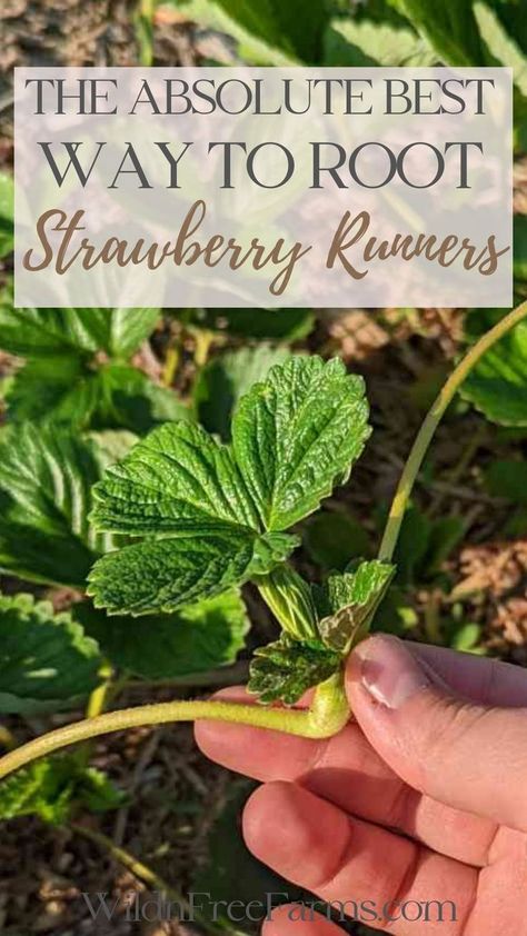 strawberry runners Strawberry Plant Runners, When To Plant Strawberries, Growing Strawberries In Containers, Strawberry Runners, Strawberries In Containers, Strawberry Beds, Growing Vegetables In Pots, Berry Garden, Bee Friendly Garden