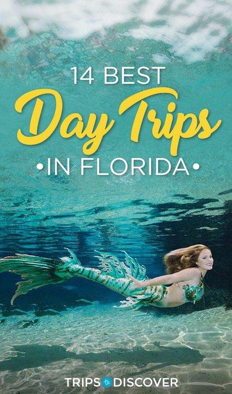 The 14 Best Day Trips in Florida Florida Attractions, Florida Adventures, Usa Roadtrip, Florida Destinations, Clearwater Florida, Visit Florida, Usa Travel Destinations, Universal Orlando, Florida Usa