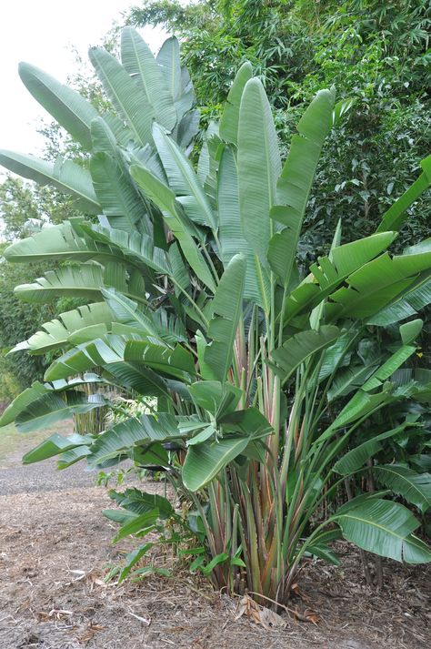 Strelitzia nicolai (Giant White Bird of Paradise) - 125mm pot White Bird Of Paradise, Big Leaf Plants, Tropical Garden Ideas, Strelitzia Nicolai, Birds Of Paradise Plant, Shade Tolerant Plants, Outdoor Herb Garden, Paradise Plant, Tropical Landscaping