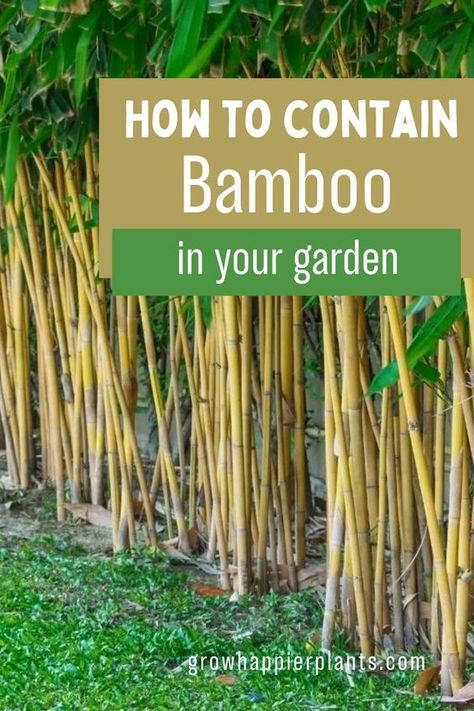 Bamboo has a reputation for spreading everywhere! But it can create a beautiful privacy screen, once you learn how to contain bamboo properly. Bamboo In The Garden, Bamboo Screening Plants, Bamboo Screening Fence, Non Invasive Bamboo, Bamboo Privacy Fence, Bamboo Garden Fences, Bamboo Landscape, Clumping Bamboo, Bamboo Diy