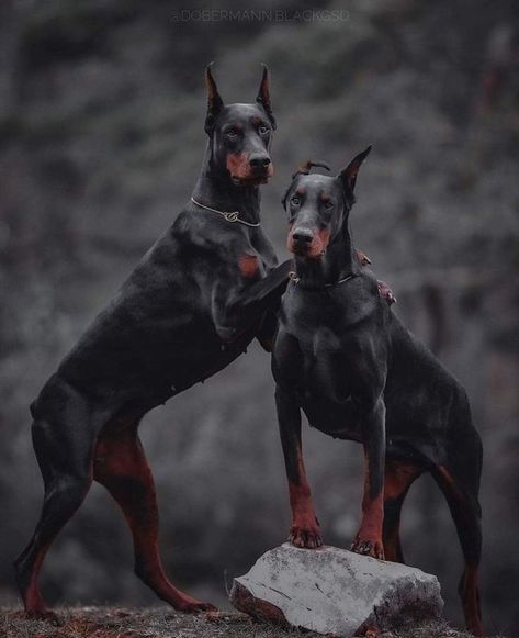 (22) Doberman lover (@Dobermen_lover) / X Dobber Man Dog, Dobber Man, European Doberman, Black Doberman, Rottweiler Love, Rottweiler Lovers, Dog Icon, Doberman Dogs, Lifestyle Aesthetic