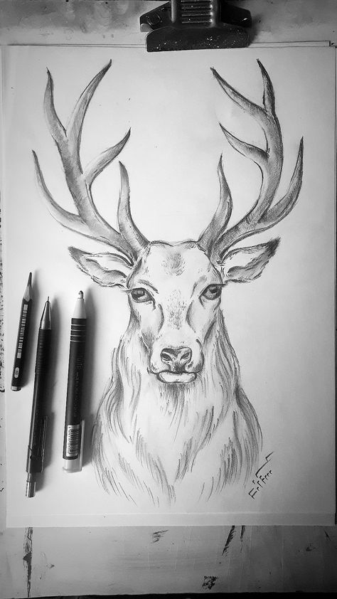 Deer Sketch Simple, Simple Animal Sketches, Sketch Images, Pencil Drawing Images, Sketches Doodles, Pencil Drawings For Beginners, Nature Art Drawings, Pencil Sketch Images, Animal Drawings Sketches