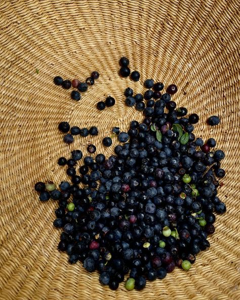 B E R R I E S . Spent the morning walking around the house picking wild blueberries. So grateful to have them in abundance this year 🫐 . . . . . . . . . . . . . . . #wildblueberries #fruitoftheearth #foraging #wildberries #berrypicking #blueberries Berry Picking, Instagram B, Wild Blueberries, Fresh Berries, Summer Feeling, So Grateful, Blueberries, Summer 2024, The Morning