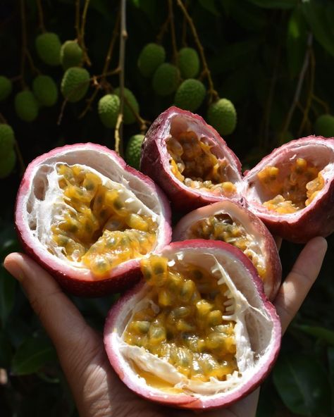 Passionfruit Aesthetic, Passion Fruit Illustration, Fruit Reference, Intentional Eating, Food Displays, Very Hungry, Exotic Fruit, Tropical Fruits, What Is Your Favorite