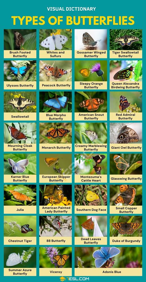 Names Of Butterflies, Butterfly Identification, Types Of Bellies, Glasswing Butterfly, Butterfly Facts, Butterfly Garden Plants, Types Of Butterflies, Gossamer Wings, Visual Dictionary