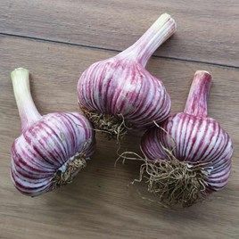 Garlic Bulbs Maddock Wight 250gm | Suttons Garlic Gardening, Garlic Garden, Garlic Bulbs, Spinach Seeds, Planting Garlic, Potatoes Onions, Growing Garlic, Garlic Potatoes, African Mango