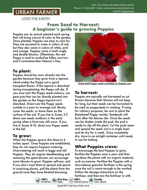 When To Plant Poppy Seeds, How To Grow Poppies, Regrow Celery, Garden Knowledge, Planting Poppy Seeds, Poppy Plant, Growing Poppies, Planting Poppies, Pergola Planter