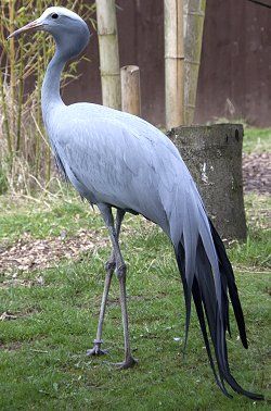 Blue Crane  National Bird of South Africa            Anthropoides  Paradiseus     Bloukraanvoel Strange Birds, South African Animals, South African Birds, Blue Crane, White Crane, Africa Wildlife, Crane Bird, Rare Animals, Favorite Animals