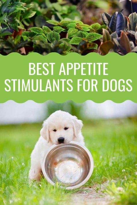 How To Get My Dog To Eat His Food, Dog Nutrition Homemade, Russian Dog Breeds, Toxic Foods For Dogs, Raw Feeding For Dogs, Healthy Dog Treats Homemade, Dog Breeds List, Beautiful Dog Breeds, Dog Breath