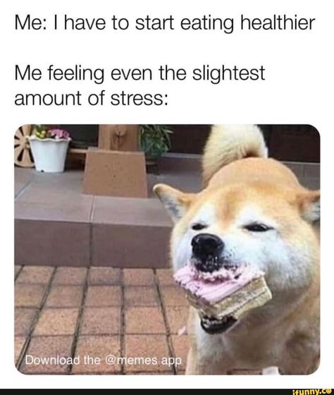 Funny Food Memes, Diet Humor, Food Memes, Diet Vegetarian, Memes Humor, Food Humor, Funny Animal Pictures, Dog Memes, Funny Fails