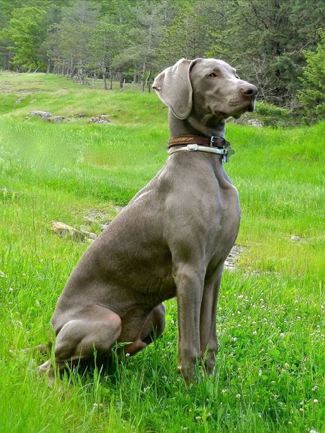 Weimaraner Weimaraner Puppies, Beautiful Dog Breeds, All Breeds Of Dogs, Weimaraner Dogs, Cute Dog Photos, Ghost Dog, Most Popular Dog Breeds, Hunting Dog, Family Dog