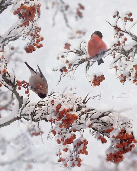 Congratulations Photos, Nature Quotes Adventure, Woodland Animal Art, Travel Quotes Wanderlust Adventure, Travel Quotes Wanderlust, Travel Quotes Adventure, Winter Woodland, Winter Bird, Nat Geo