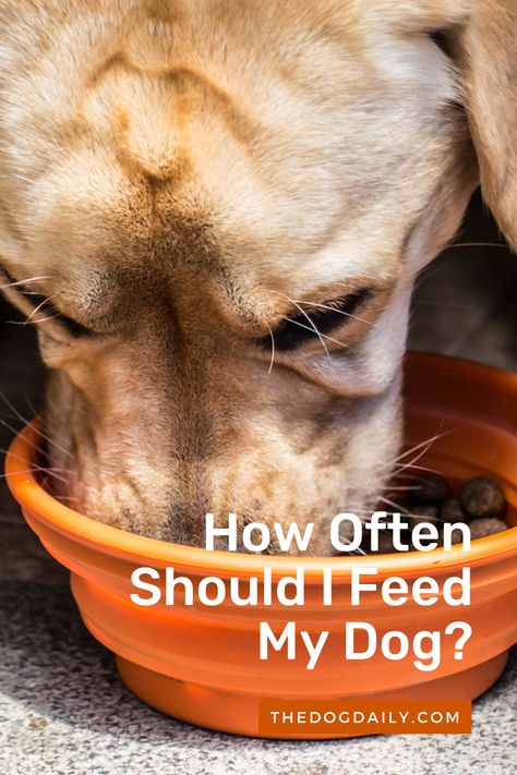 A spokesperson for the American Kennel Club advises how often you should feed your dog and how much. How Much Should I Feed My Dog, How Much To Feed Your Dog, Dog Feeding Schedule, Feeding Puppy, Puggle Dogs, Dog Best Friend, Dog Information, Puppy Food, Healthy And Happy