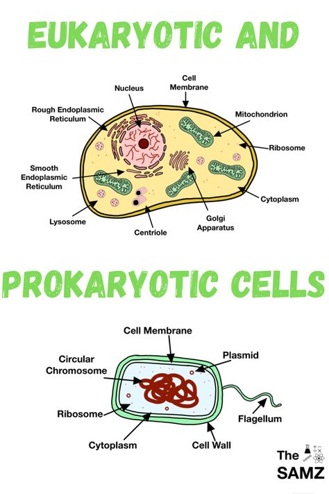 Eukaryotic Cell Drawing With Label, Difference Between Prokaryotic And Eukaryotic Cells, Prokaryotic Cell Drawing With Label, Eukaryotic Cell Diagram, Prokaryotic Cell Diagram, Eukaryotes And Prokaryotes, Prokaryotic And Eukaryotic Cells Notes, Prokaryotic Cell Notes, Cell Structure Drawing