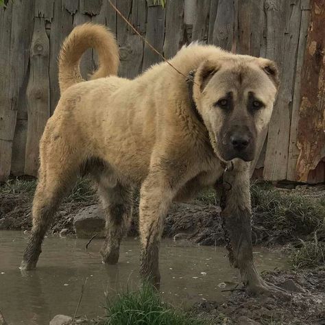 Kangal Dog Aesthetic, Turkish Kangal Dog, Cool Dog Breeds, Turkish Kangal, Alabai Dog, Massive Dogs, Kangal Dog, Livestock Guardian Dog, Rare Dog Breeds