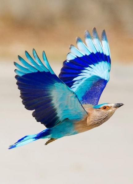 Indian Roller: When the 'Neelkanth' / Indian Roller (Coracias benghalensis) is in flight, the most glorious of all blue feathers - the bright-blue, turquoise and indigo are all visible in their full majesty. Photo by Hansu Nahar Kinds Of Birds, White Bird, All Birds, Blue And Brown, Exotic Birds, Pretty Birds, Bird Photo, Colorful Birds, Birds Flying