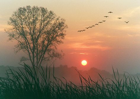 geese There is nothing that reaches into the soul so much as the sight and sound of the wild geese. Beautiful Japanese Words, Dawn Images, Natural Photography, Pastel Sec, Digital Photography School, Tree Images, Wayne Dyer, Photography Challenge, Tree Photography