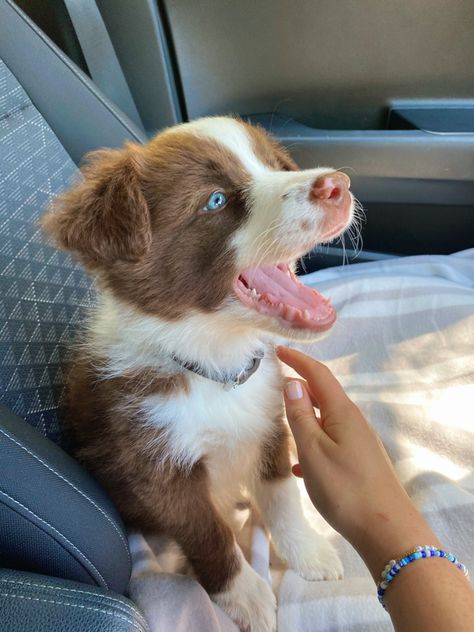 Australian Shepherd Border Collie Cross, Border Collie Puppies Brown, Cute Border Collies, Brown Aussie Shepherd, Border Aussie Dogs, Cute Border Collie Puppies, Baby Border Collie, Brown Australian Shepherd Puppy, Brown Border Collie Puppy