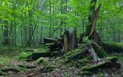 Bialowieza Forest, Belarus and Poland European Forest, Medieval Russia, Bialowieza Forest, River Canyon, European Cities, Renewable Sources Of Energy, Long Tank, Eastern European, Future Travel