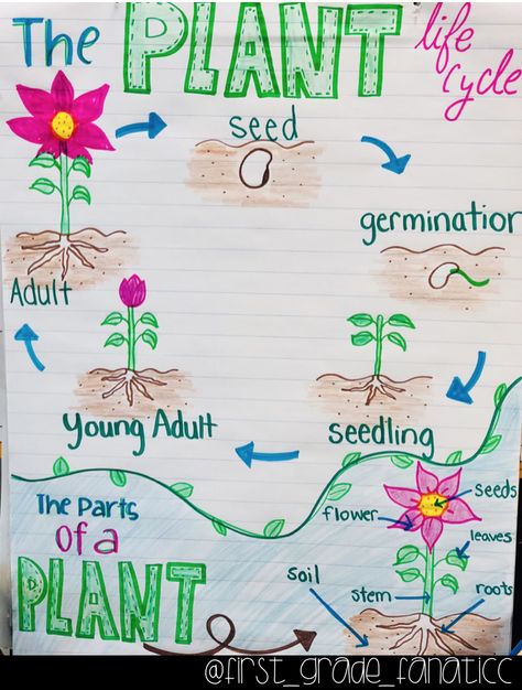 The Plant Life Cycle Anchor Chart Plant Life Cycle Anchor Chart, Life Cycle Anchor Chart, Plants Life Cycle Activities, Teaching Plants, Plants Kindergarten, Plant Lessons, Life Cycle Craft, Kindergarten Anchor Charts, Science Anchor Charts