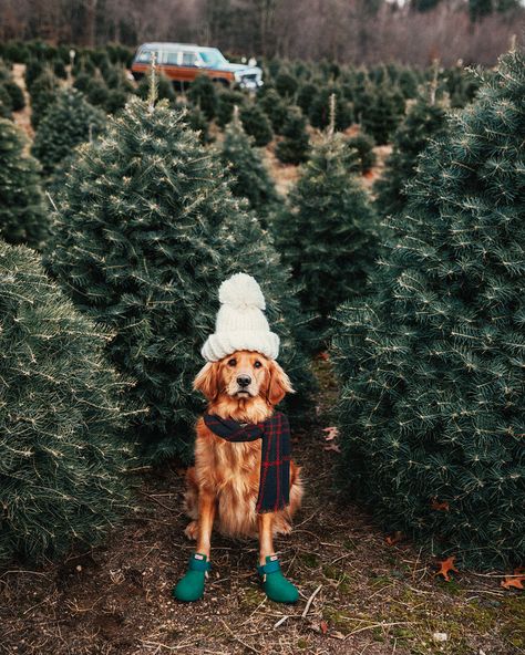 Holiday Helpers Classy Girls Wear Pearls, Tree Farm, Christmas Tree Farm, Dog Photography, Christmas Dog, Christmas Trees, Dog Mom, Cute Puppies, A Dog