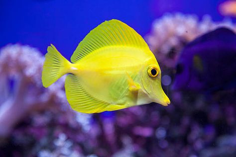 60 Top Tropical Fish Pictures, Photos, & Images - Getty Images Yellow Tang, Saltwater Aquarium Fish, Tang Fish, Saltwater Fish Tanks, Fauna Marina, Salt Water Fish, Yellow Fish, Underwater Animals, Fish Stock