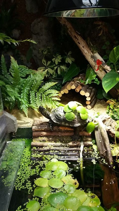 diy tank, tank mates, turtle tank decor, tank stand, turtle habitats, aquatic tank, turtle tank big, turtle fish tank, tank light, turtle tanks, large tank, turtle tank, small turtle tank, tank water, tank cleaning Turtle Aquarium Ideas, Small Turtle Tank, Turtle Setup, Aquatic Turtle Habitat, Turtle Tank Ideas, Western Painted Turtle, Aquatic Turtle Tank, Turtle Tank Setup, Turtle Tanks