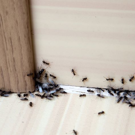 Types Of Ants, Ant Repellent, Ants In House, Rid Of Ants, Carpenter Ant, Get Rid Of Ants, Ant Killer, Insect Control, Krazy Coupon Lady