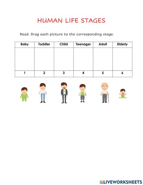 Human Life Cycle For Kids, Stages Of Mitosis, Worksheets For 2nd Grade, Stages Of Human Development, Human Life Cycle, Grade 2 Science, Human Growth And Development, Cycle For Kids, Kids Worksheet