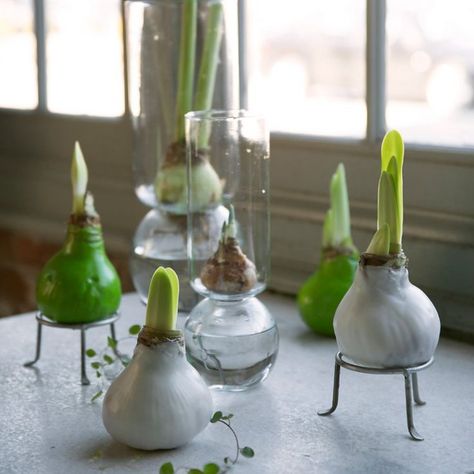 Simple Holiday Decor, Amaryllis Flowers, Natural Christmas Decor, Bulb Vase, Amaryllis Bulbs, Unique Pottery, Magic Garden, Elegant Centerpieces, Natural Christmas