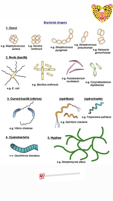 How To Pass Microbiology, Food Microbiology Notes, Medical Microbiology Notes, Microbiology Aesthetic Notes, Microbiology Study Tips, Microbiology Study Cheat Sheets, Microorganisms Microbiology, Basic Microbiology, Microbiology Aesthetic