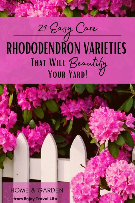 Add these easy-care rhododendron varieties to your landscape and your yard will beautiful for many years to come! Includes care instructions. #enjoytravellife #rhododendron #landscape Landscaping With Rhododendrons, Rhododendron Landscape Front Yard, Rhododendron Hedge, Rhododendron Varieties, Rhododendron Landscape, Rhododendron Maximum, Shade Perennial Garden, Rhododendron Flower, Garden Renovation