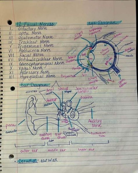 Surgical Tech Student, Ear Diagram, Hypoglossal Nerve, Lipoma Removal, Scrub Tech, Surgical Technologist, Facial Nerve, Surgical Tech, Need A Job