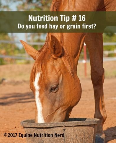 Horse Nutrition, Holistic Health Nutrition, Equine Nutrition, Horse Lessons, Healthy Horses, Horse Food, Precision Nutrition, Horse Care Tips, Horse Feed