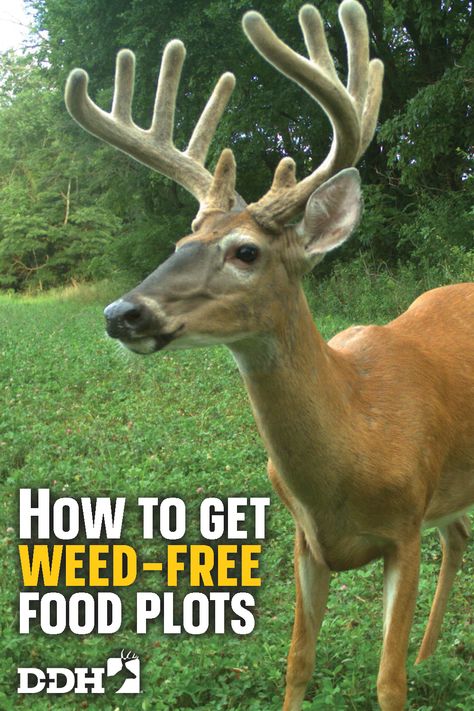 The author's outside-the-box methods will help you better prepare for your fall food plot planting this season or next. Food Plots For Deer Ideas, Deer Food Plots Ideas, Food Plots For Deer, Deer Food, Food Plot, Fall Food, Fall Plants, Deer Hunting, Perfect Food